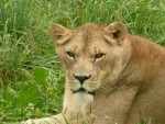 Lion Photos